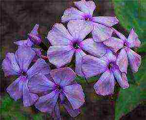 the best varieties of phlox