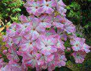 the best varieties of phlox