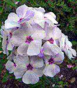 the best varieties of phlox