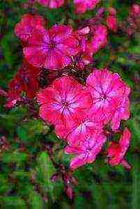 the best varieties of phlox