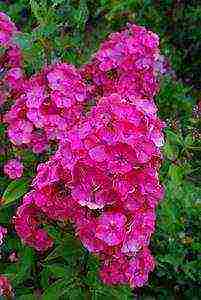 the best varieties of phlox