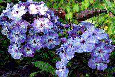 the best varieties of phlox