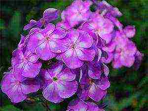 the best varieties of phlox