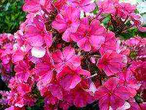 the best varieties of phlox