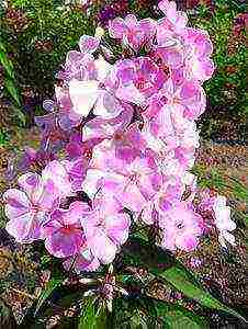 the best varieties of phlox