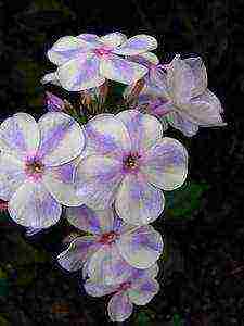 the best varieties of phlox