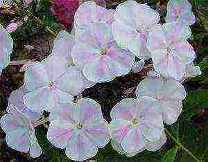 the best varieties of phlox