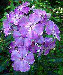 the best varieties of phlox