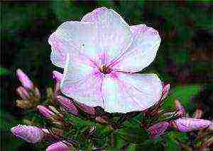 the best varieties of phlox