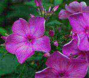 the best varieties of phlox