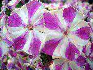 the best varieties of phlox