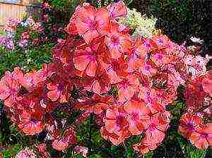 the best varieties of phlox