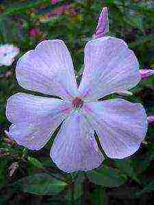 the best varieties of phlox