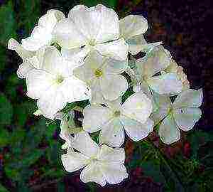 the best varieties of phlox