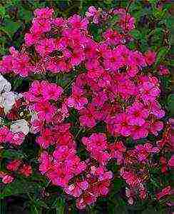 the best varieties of phlox