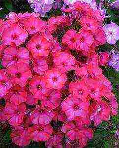 the best varieties of phlox