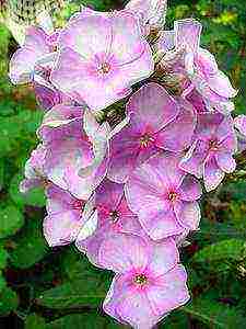 the best varieties of phlox