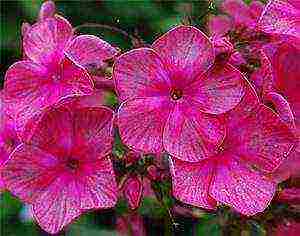 the best varieties of phlox