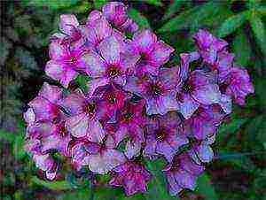 the best varieties of phlox