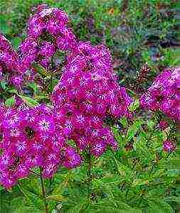 the best varieties of phlox