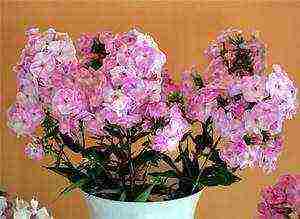 the best varieties of phlox