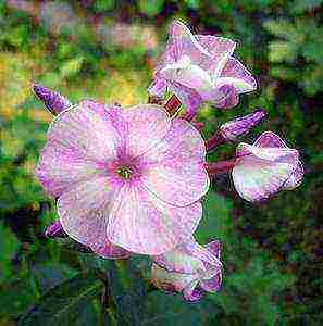 the best varieties of phlox