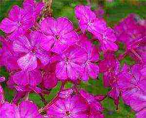 the best varieties of phlox