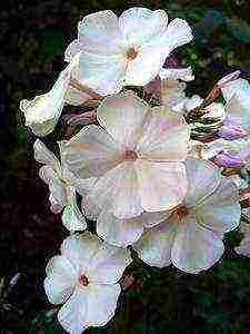 the best varieties of phlox