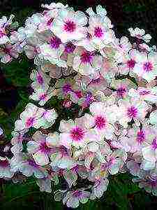 the best varieties of phlox