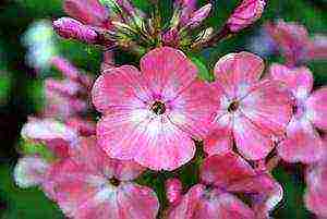 the best varieties of phlox