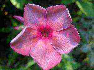 the best varieties of phlox