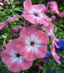 the best varieties of phlox