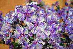 the best varieties of phlox