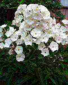 the best varieties of phlox