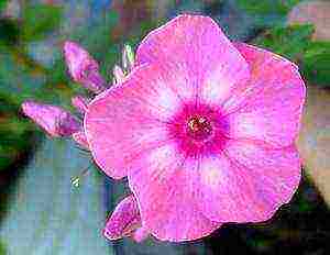 the best varieties of phlox