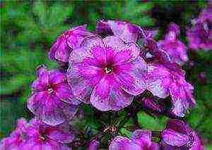 the best varieties of phlox