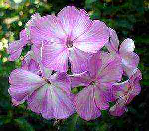 the best varieties of phlox