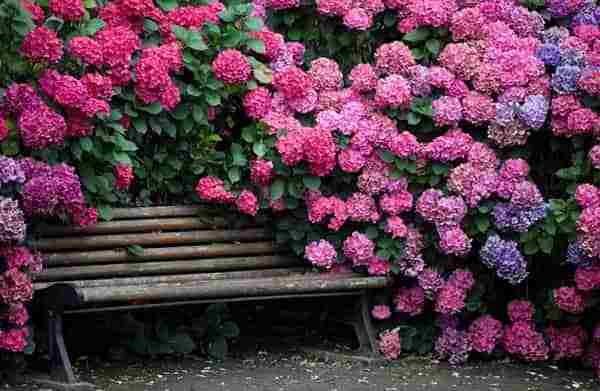 ang pinakamahusay na mga pagkakaiba-iba ng hydrangeas