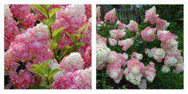 the best varieties of hydrangeas