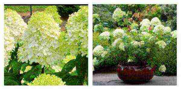 the best varieties of hydrangeas