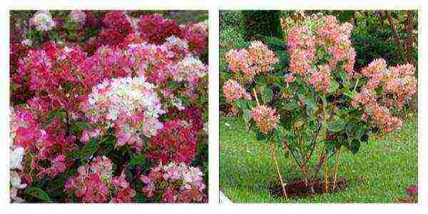 the best varieties of hydrangeas