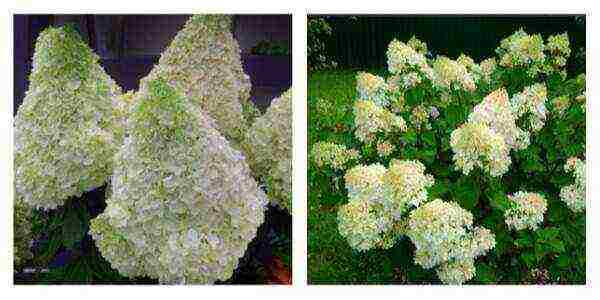 the best varieties of hydrangeas