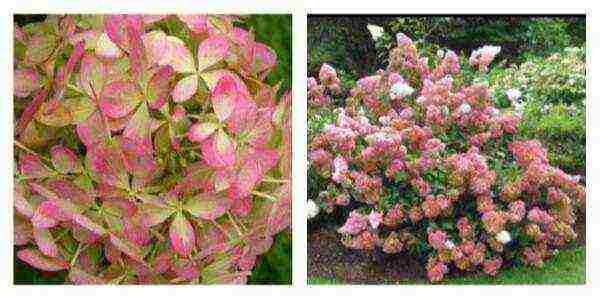 the best varieties of hydrangeas