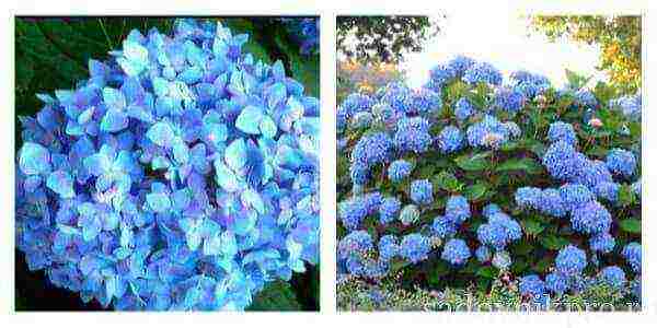 ang pinakamahusay na mga pagkakaiba-iba ng hydrangeas