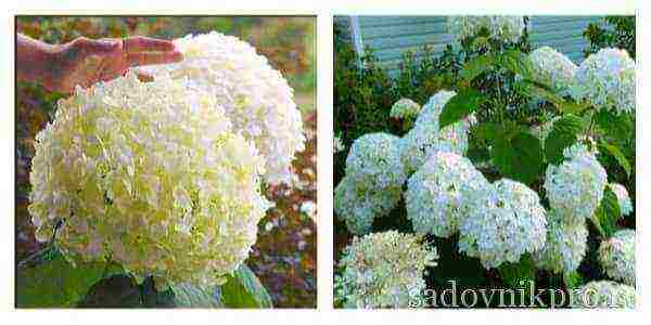 ang pinakamahusay na mga pagkakaiba-iba ng hydrangeas