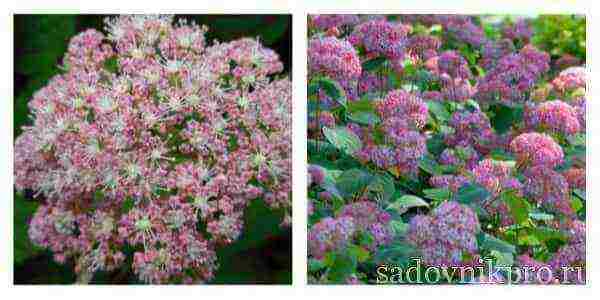 the best varieties of hydrangeas