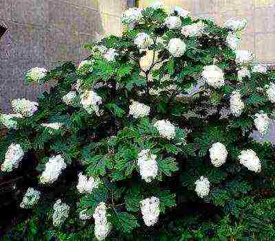 ang pinakamahusay na mga pagkakaiba-iba ng hydrangeas