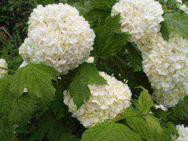 the best varieties of viburnum