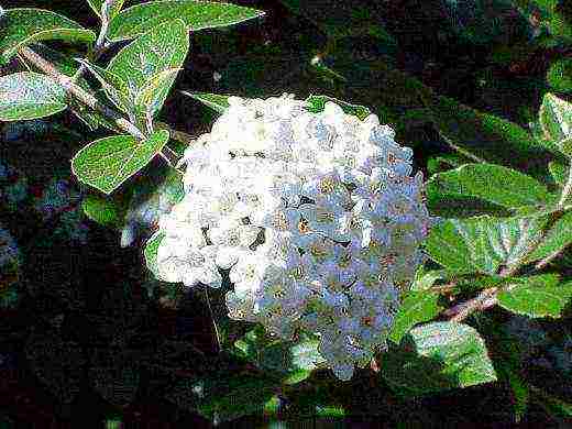 the best varieties of viburnum