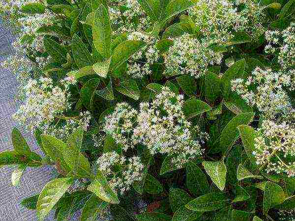 the best varieties of viburnum